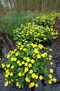 BUITEN BEELD Foto: 61846