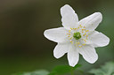 BUITEN BEELD Foto: 61867