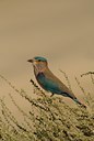 BUITEN BEELD Foto: 61983