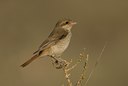 BUITEN BEELD Foto: 62026