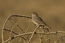 BUITEN BEELD Foto: 62039