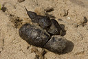 BUITEN BEELD Foto: 62088