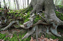 BUITEN BEELD Foto: 62172