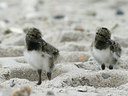BUITEN BEELD Foto: 62199