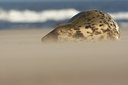 BUITEN BEELD Foto: 62282