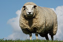 BUITEN BEELD Foto: 62283