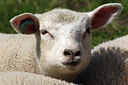 BUITEN BEELD Foto: 62289