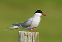 BUITEN BEELD Foto: 62372