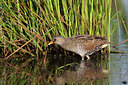 BUITEN BEELD Foto: 62431