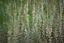 BUITEN BEELD Foto: 62496