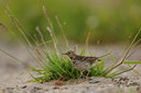 BUITEN BEELD Foto: 62560