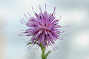 BUITEN BEELD Foto: 62613