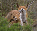BUITEN BEELD Foto: 62641