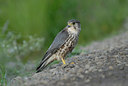 BUITEN BEELD Foto: 62645