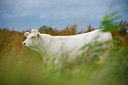 BUITEN BEELD Foto: 62662