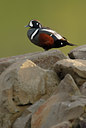 BUITEN BEELD Foto: 62674