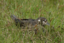BUITEN BEELD Foto: 62692
