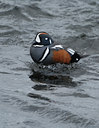BUITEN BEELD Foto: 62693