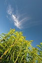 BUITEN BEELD Foto: 62706