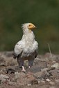 BUITEN BEELD Foto: 62825
