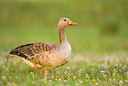 BUITEN BEELD Foto: 62858