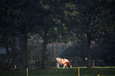 BUITEN BEELD Foto: 62879