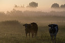 BUITEN BEELD Foto: 62881