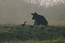 BUITEN BEELD Foto: 62896