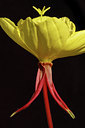 BUITEN BEELD Foto: 62922