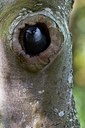 BUITEN BEELD Foto: 62931