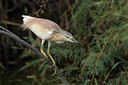 BUITEN BEELD Foto: 62956