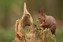 BUITEN BEELD Foto: 62973