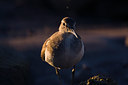 BUITEN BEELD Foto: 63184