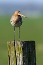 BUITEN BEELD Foto: 63221