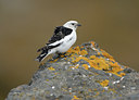 BUITEN BEELD Foto: 63275