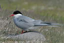BUITEN BEELD Foto: 63278