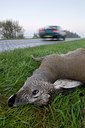 BUITEN BEELD Foto: 63405
