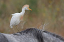BUITEN BEELD Foto: 63541