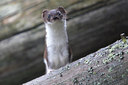 BUITEN BEELD Foto: 63659