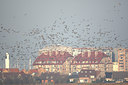 BUITEN BEELD Foto: 63857