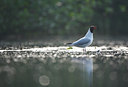 BUITEN BEELD Foto: 63909