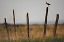 BUITEN BEELD Foto: 63931