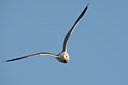 BUITEN BEELD Foto: 63933
