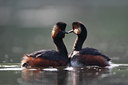 BUITEN BEELD Foto: 63945