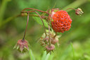 BUITEN BEELD Foto: 64052