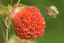 BUITEN BEELD Foto: 64056