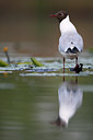 BUITEN BEELD Foto: 64111