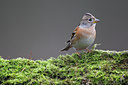 BUITEN BEELD Foto: 64112