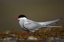 BUITEN BEELD Foto: 64127