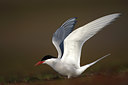BUITEN BEELD Foto: 64260